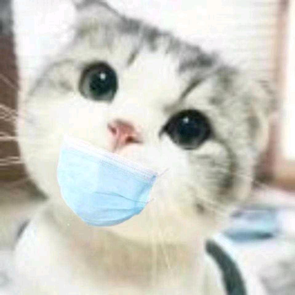 流浪的拉布拉多