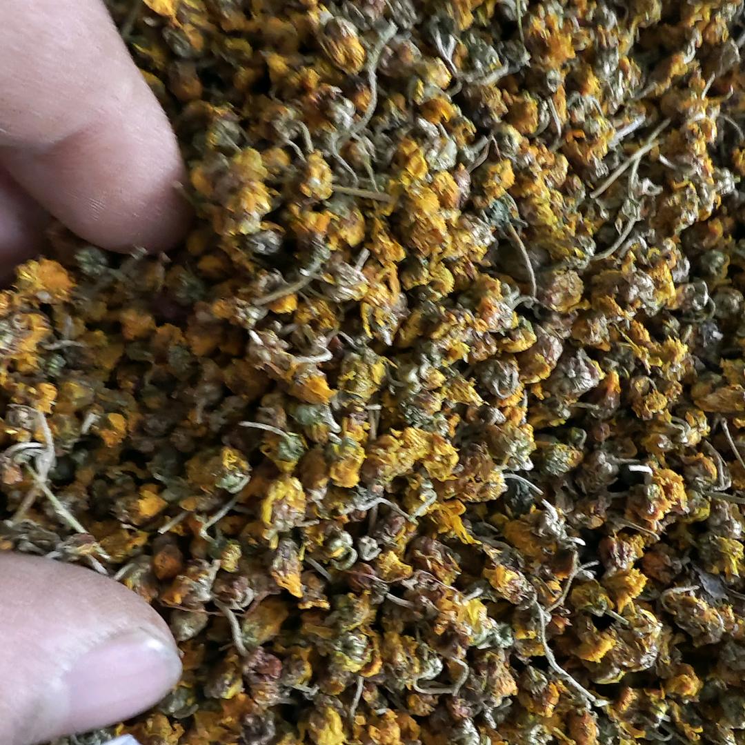 鱼腥草