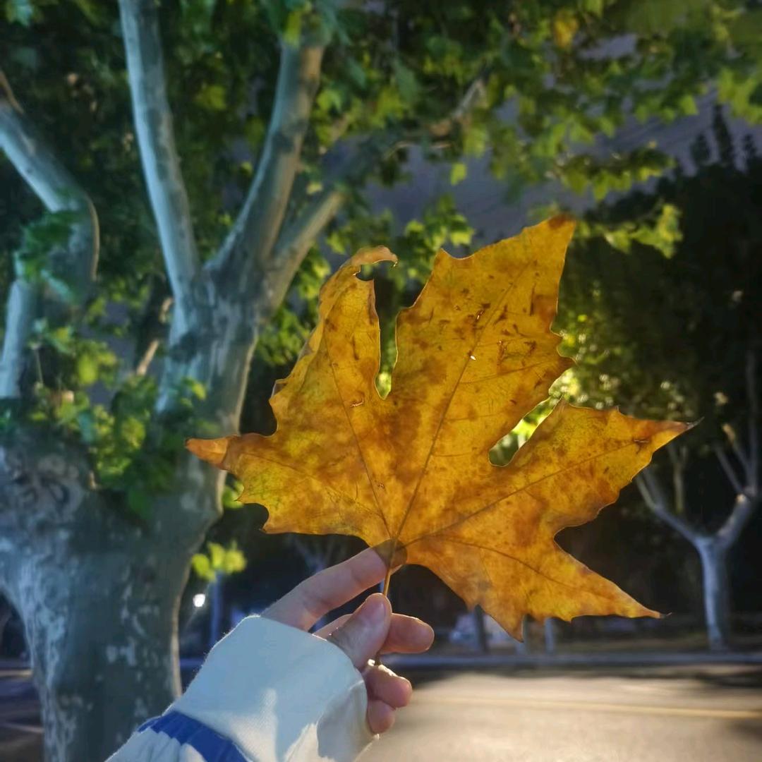 (((φ(◎ロ◎;)φ)))