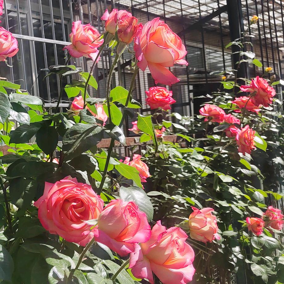 🥀᪲ꦿ封心锁爱꧔ꦿᮨ໌꯭້🎊