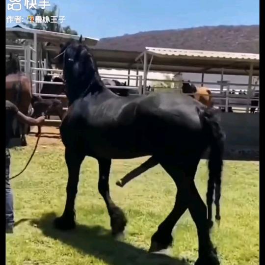 赶马打田，老头