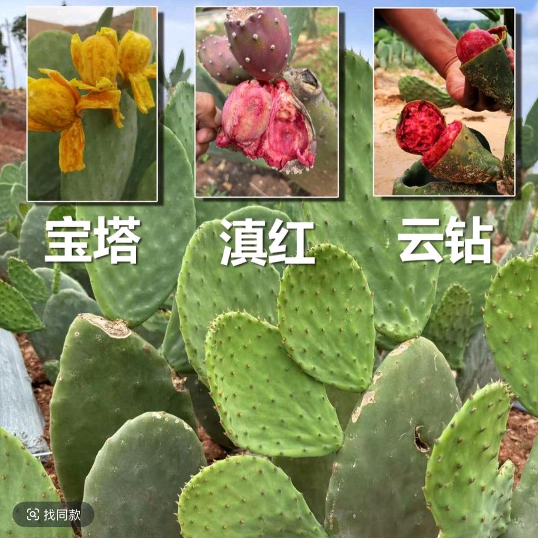 种植仙人掌芦荟🦉🌹🌺