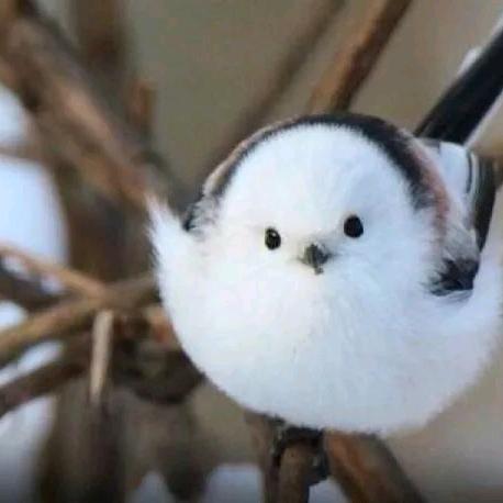 爱学习的百育嘉