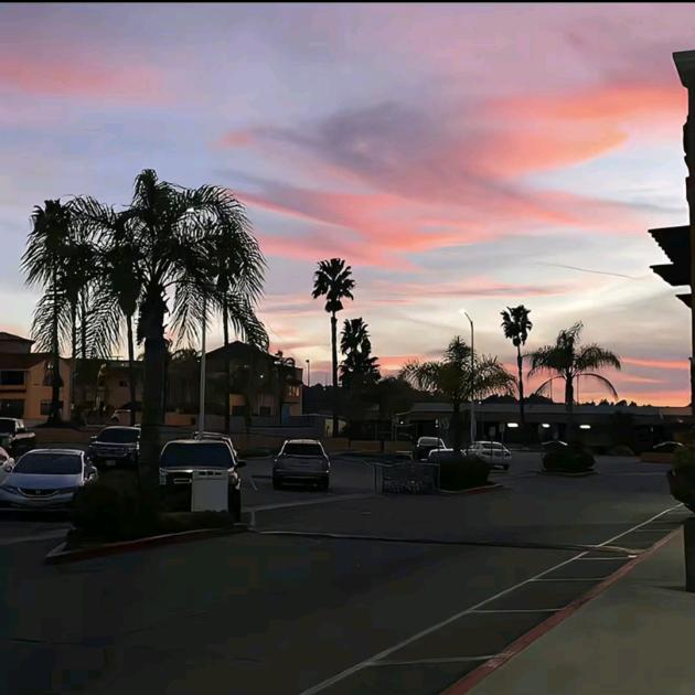 四万万朵玫瑰花