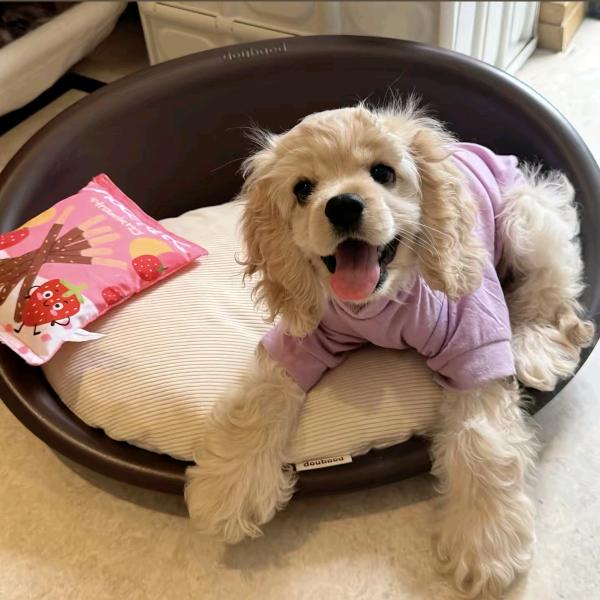 建立一个直角坐标系很好