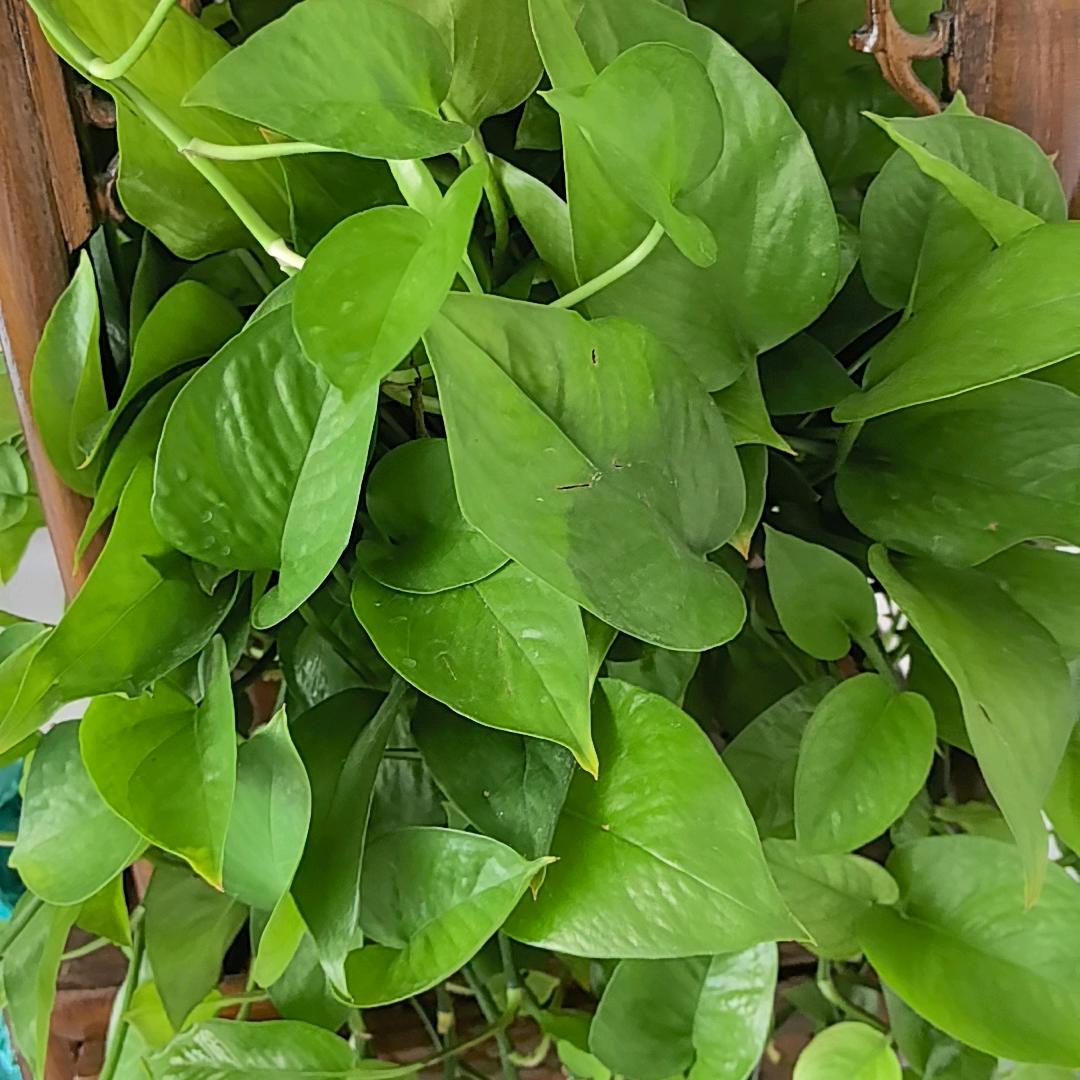 青柠檬