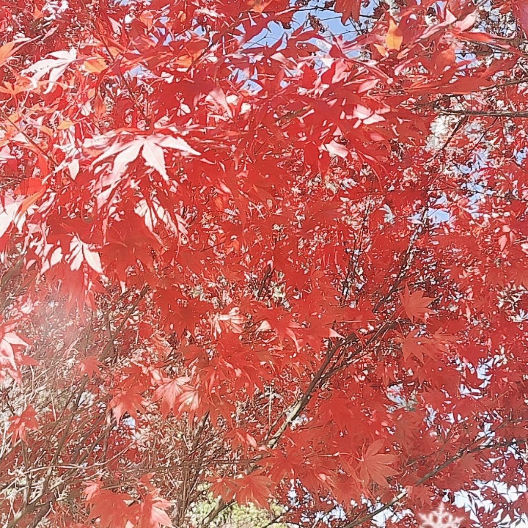 @红枫
