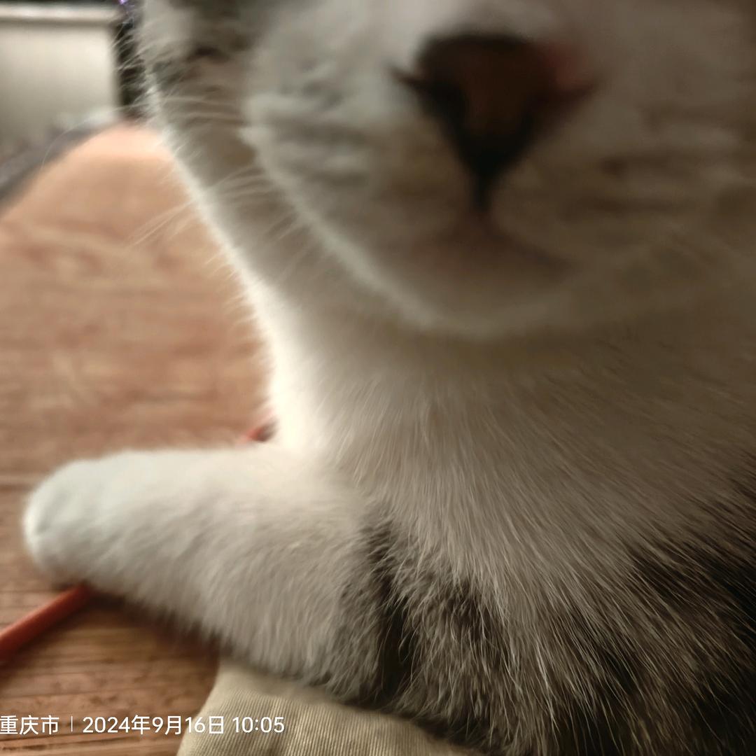 陈狗.