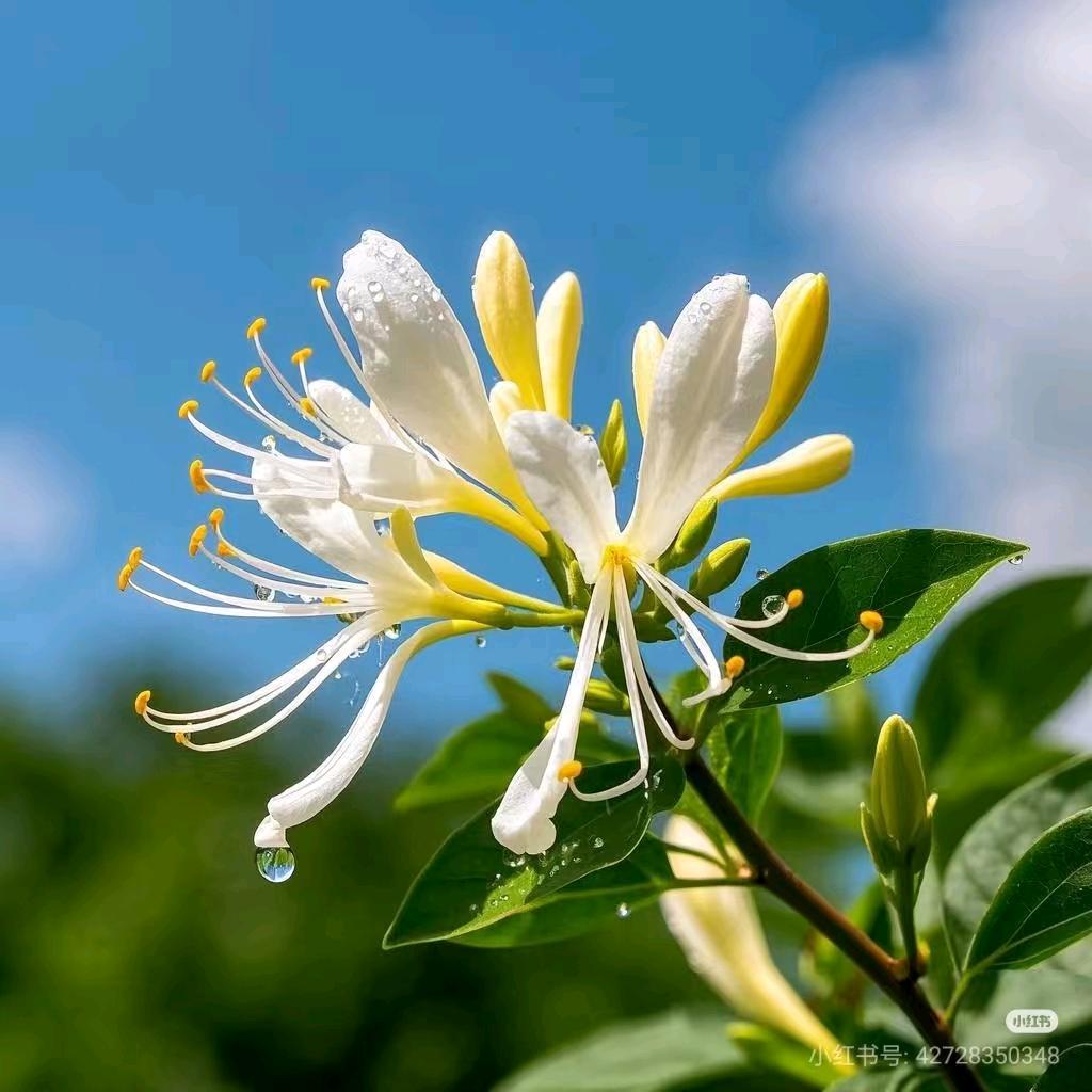 玲姐食苑