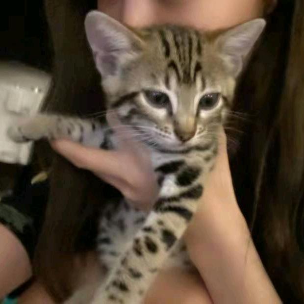 吃饭的猪