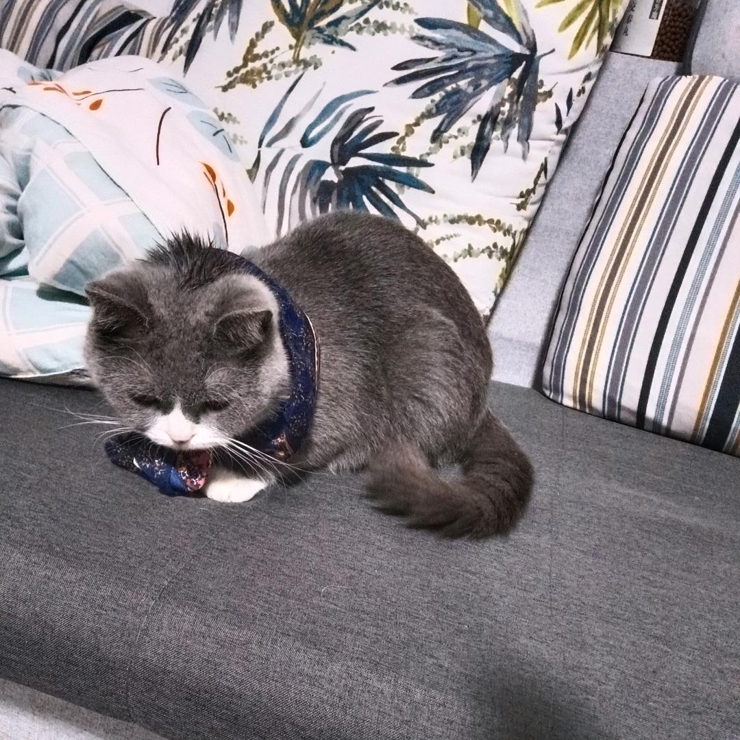 惜
