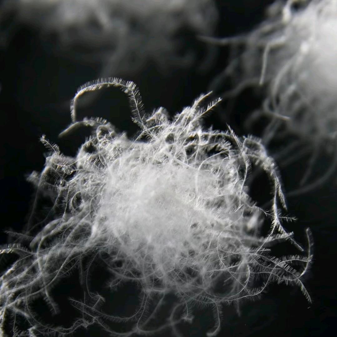 蓝羽羽绒（常年回收羽绒服）