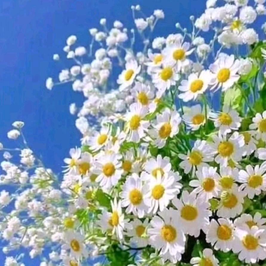 🎀FeiFan30347