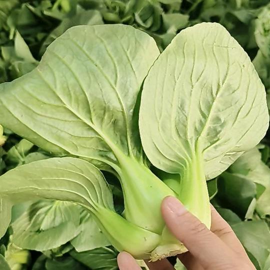 周周在农村卖菜