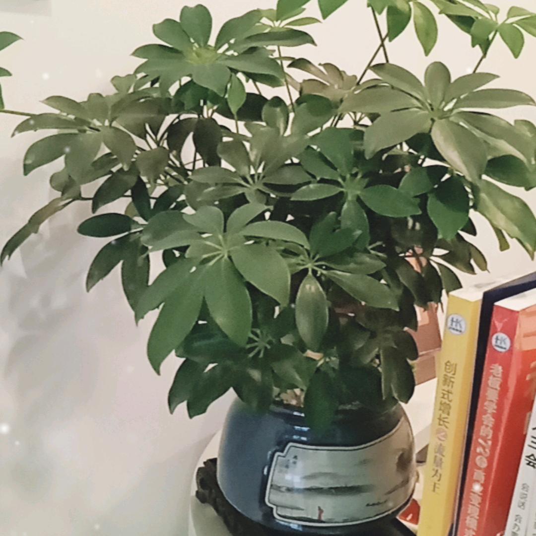 想念