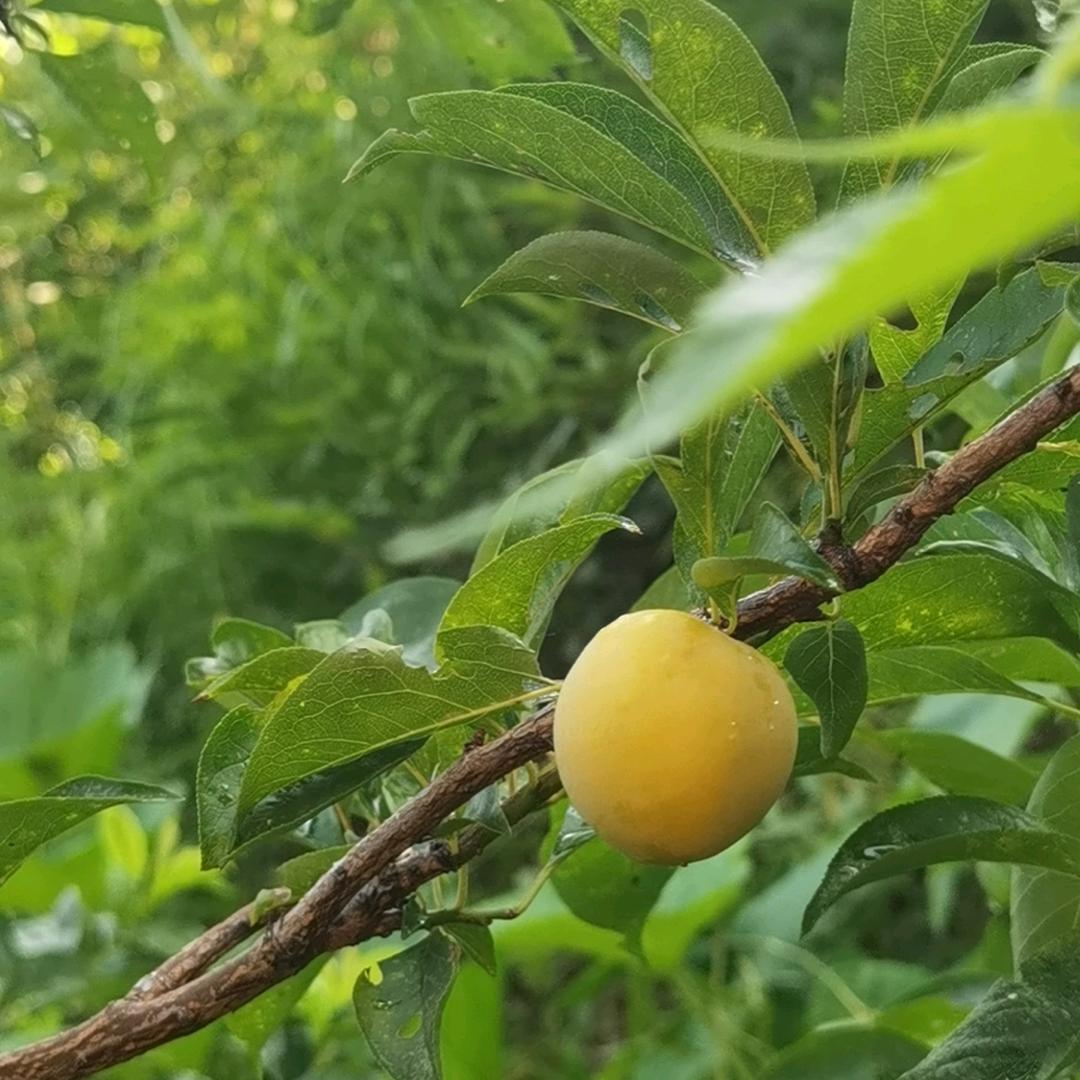 🌼᭄锦鲤ꚸ护体Չᐝ࿐