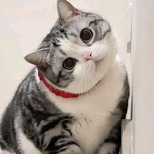 星火广告刻章照相一体化