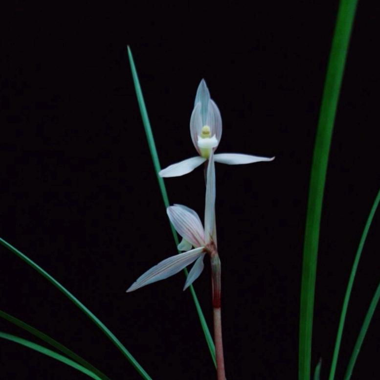 国兰轩园艺选品