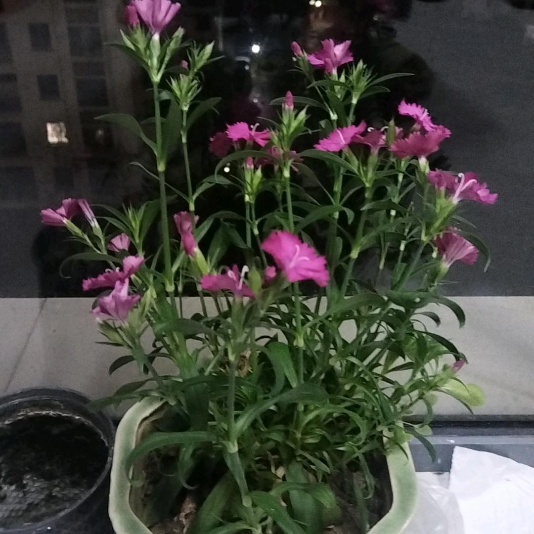 蓝水晶