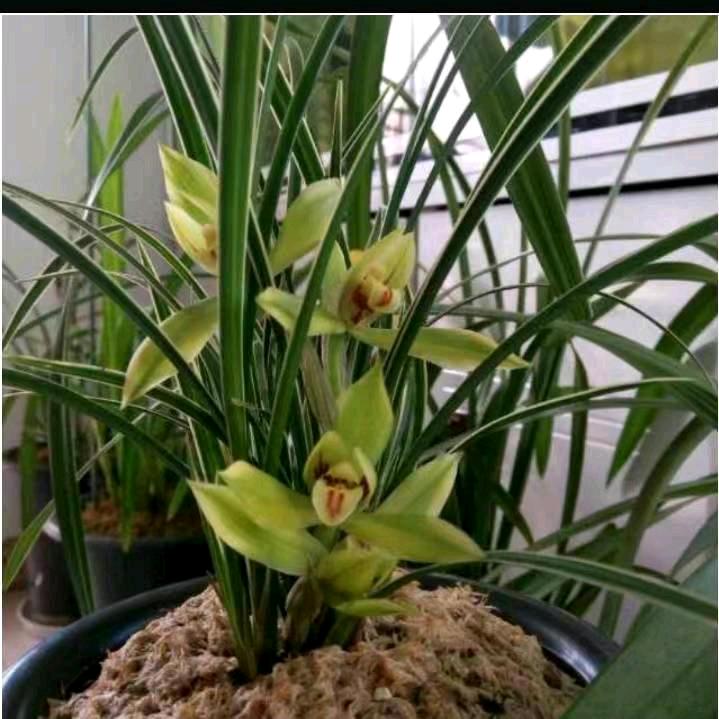 🌾简单🌹