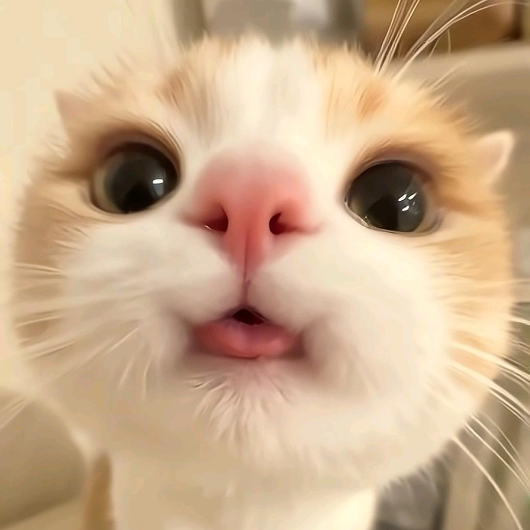 如意如意