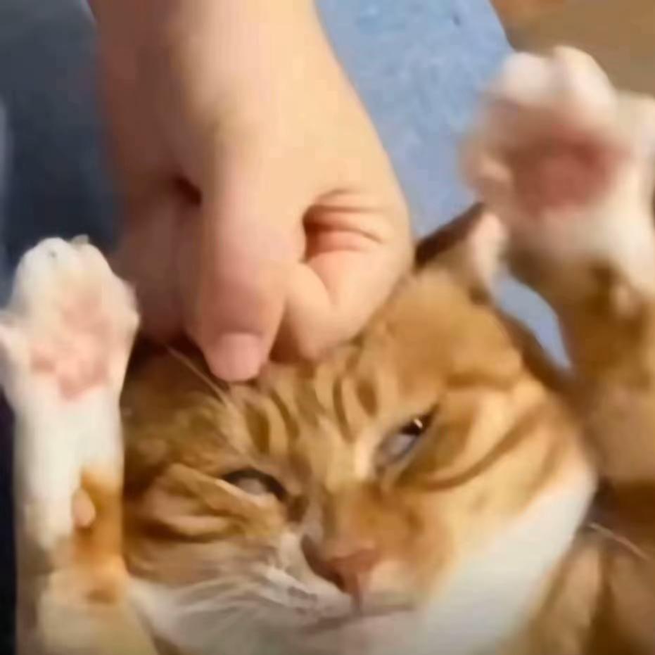 迷人的苏坡爱豆