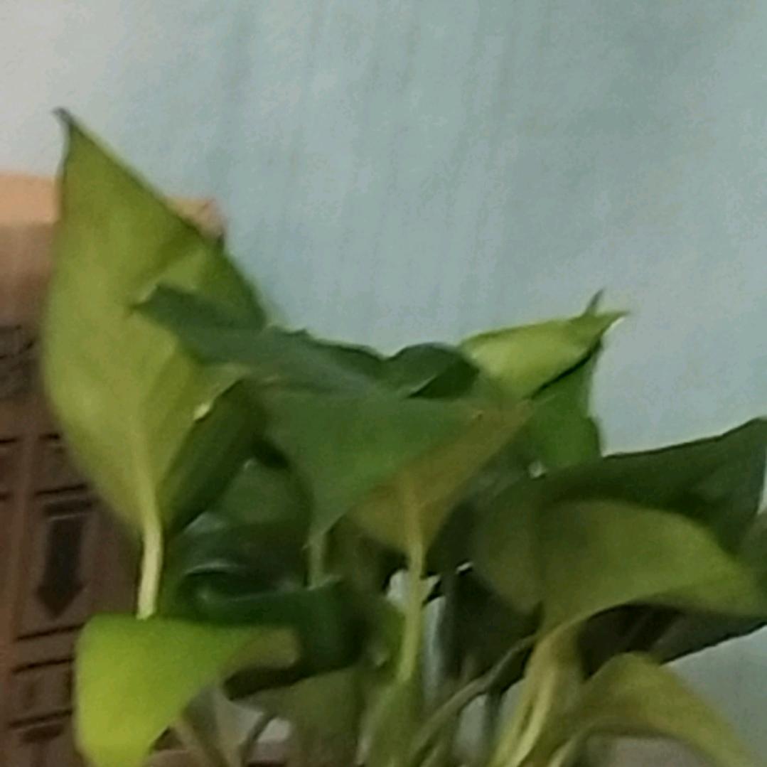 老人伯伯优选好物