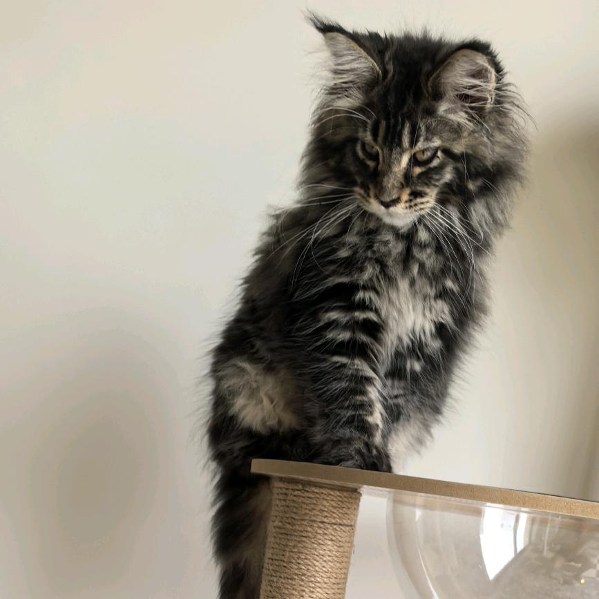 猫太多🐈