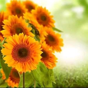 ꒰୨快乐吖୧꒱