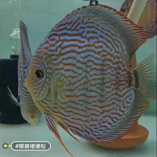 友朋老邵