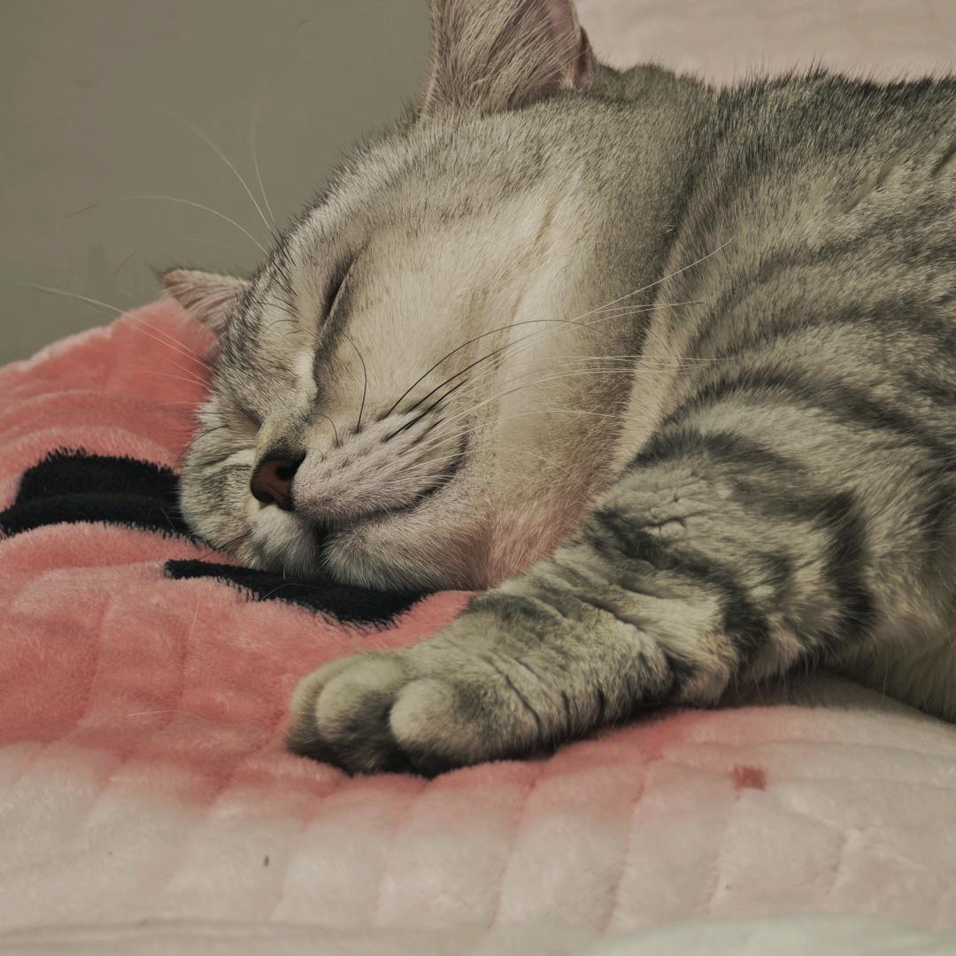 陈圈圈