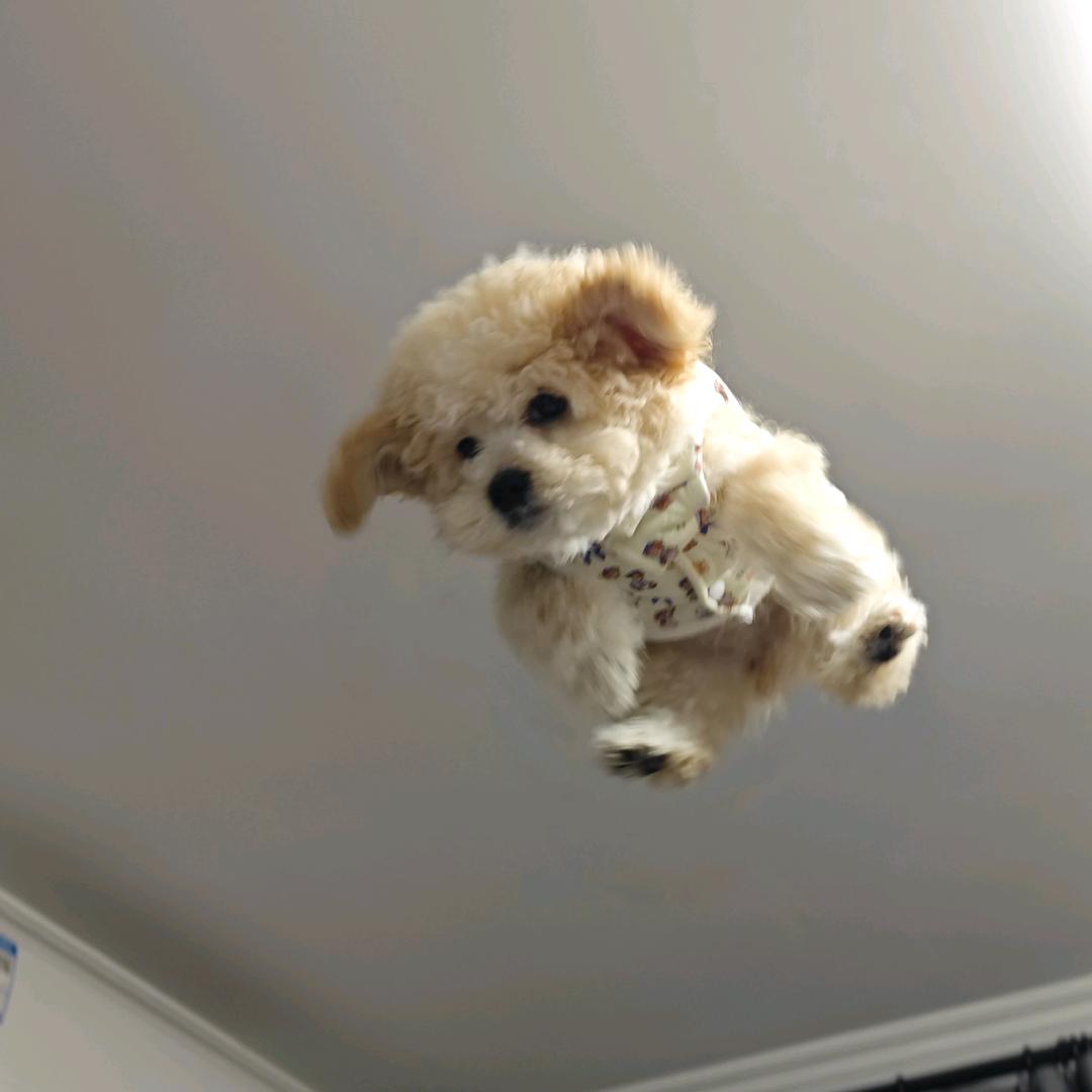 超级无敌憨批杰尼龟