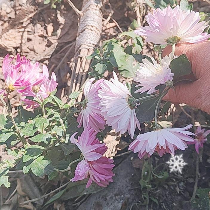 好叶要有好花配