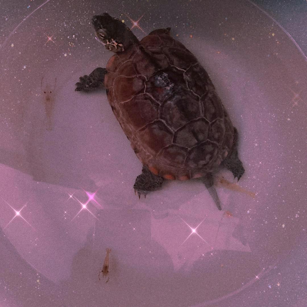 紅妝染花荄