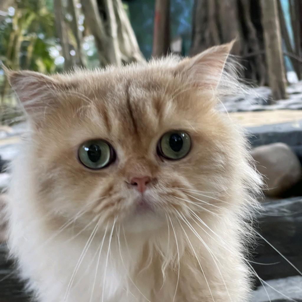 飞飞