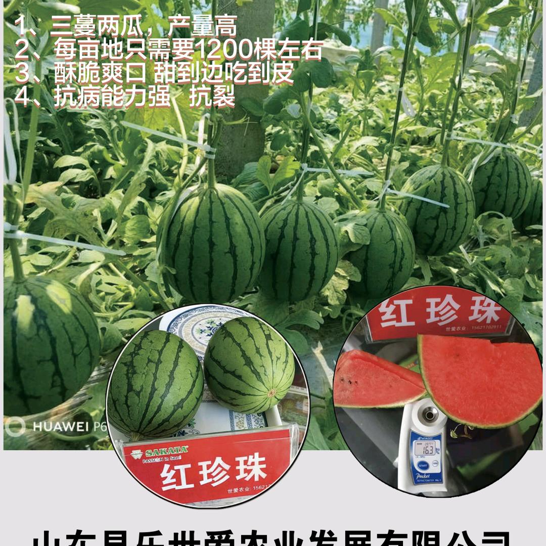 吃西瓜就吃坂田·红珍珠