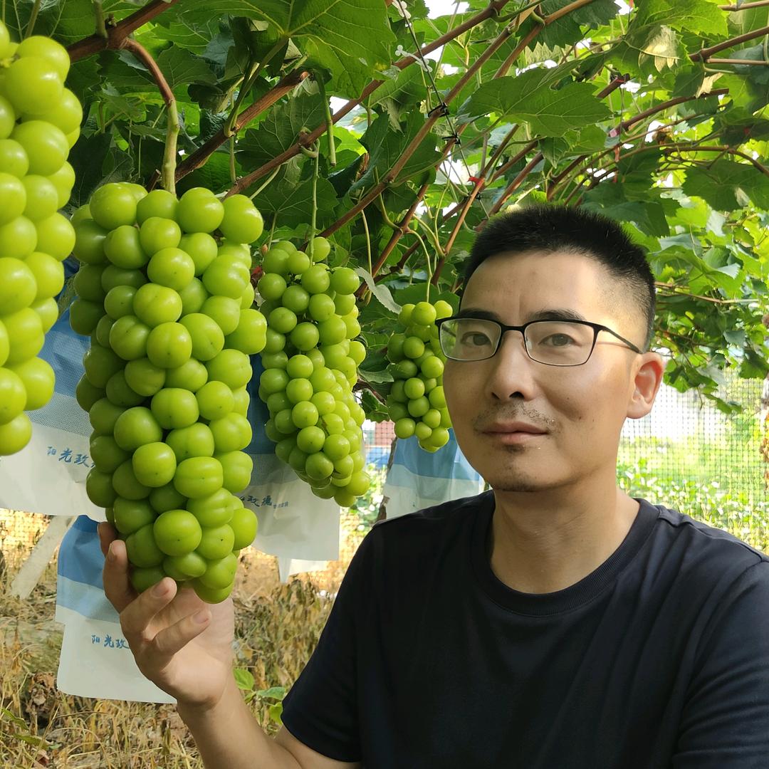 湖南常德铁刚阳光玫瑰葡萄园