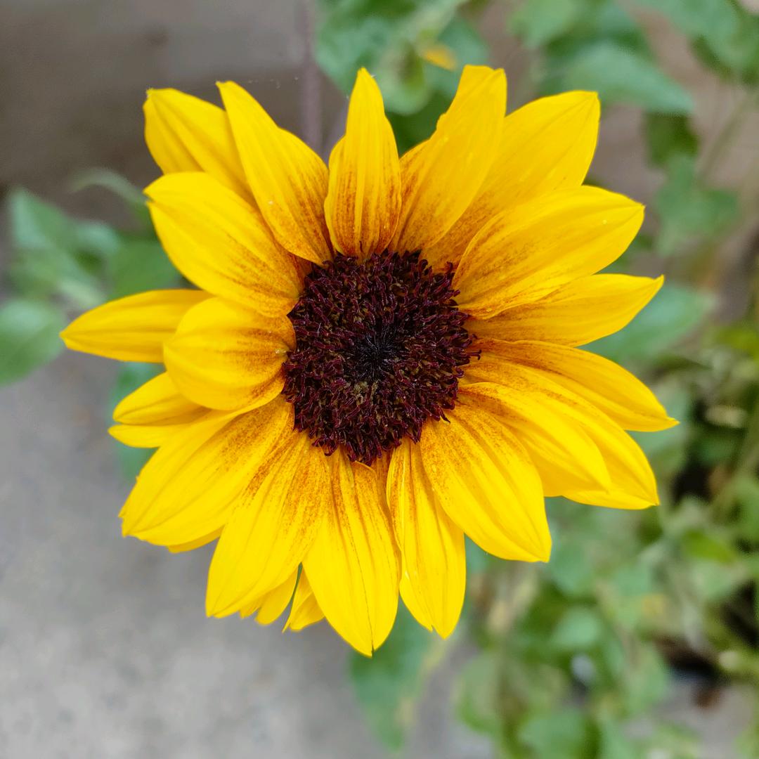 🌺🌺好运相随🌺🌺