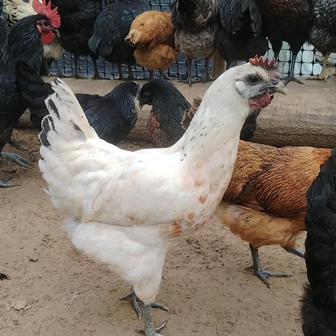 西华林地散养鸡