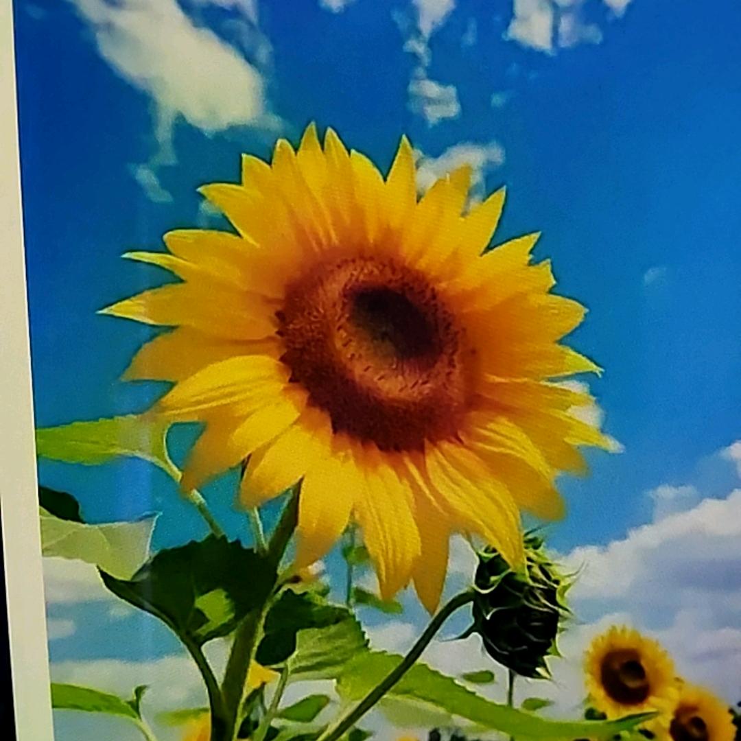 向日葵🌻