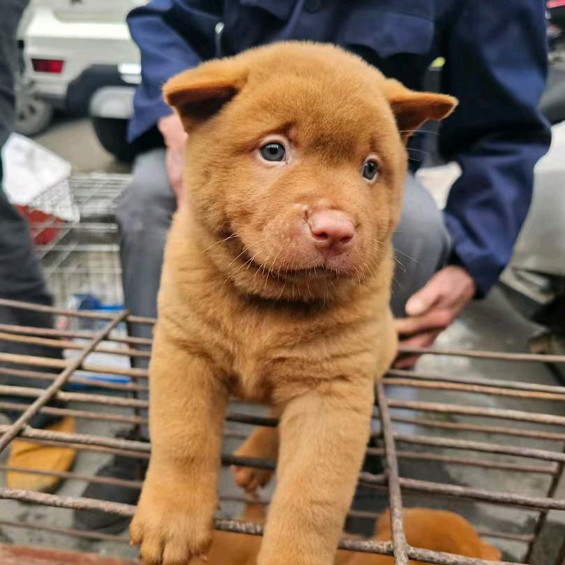 狗狗淘淘乐小妞