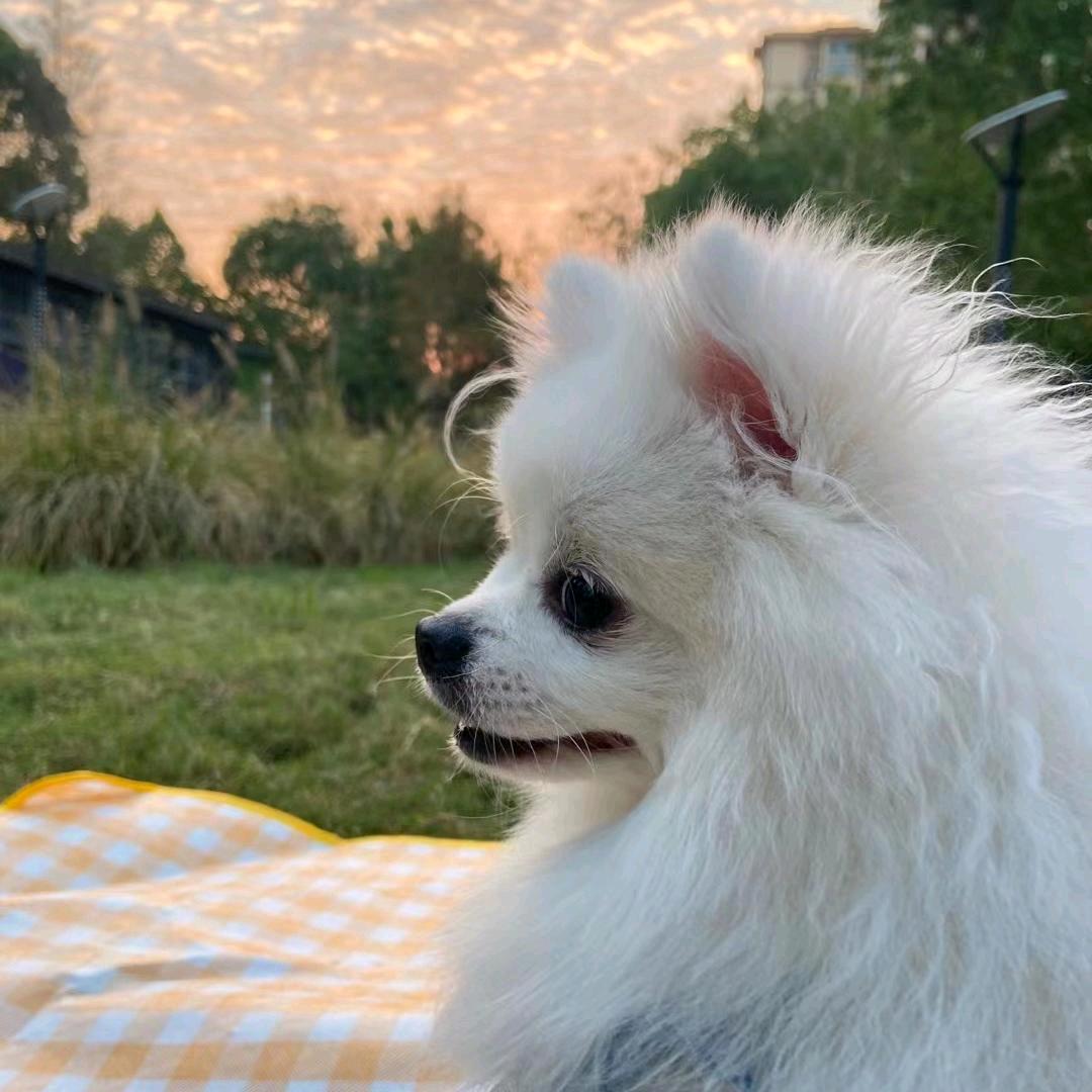 叶子比花美