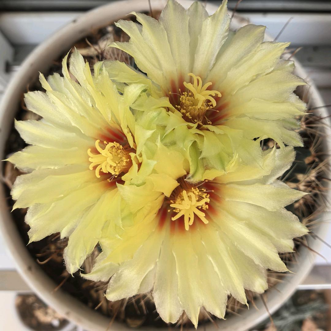 灵芝