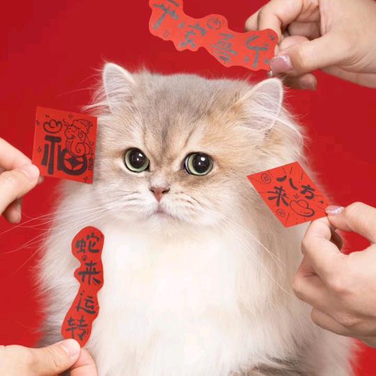 @花卷是只猫~