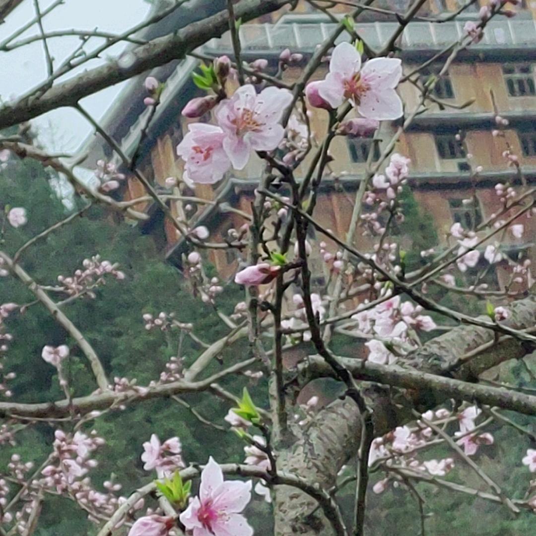 清水自清