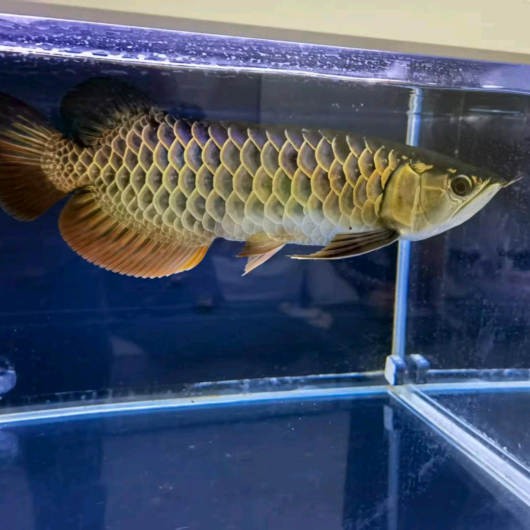 董家远