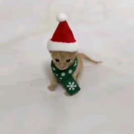 精神病疯癫患者