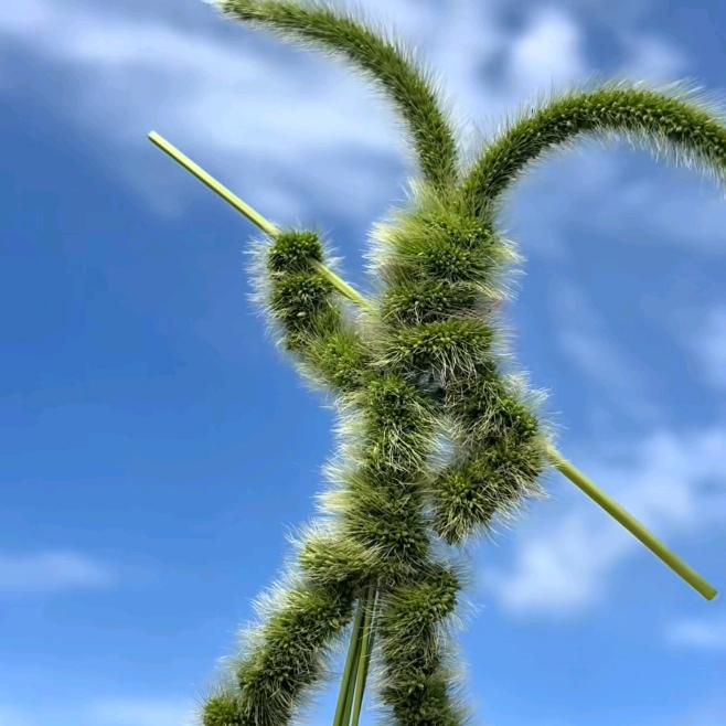 小图总