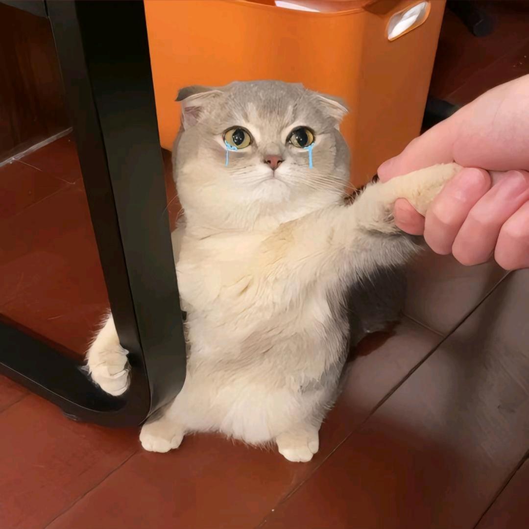 旧
