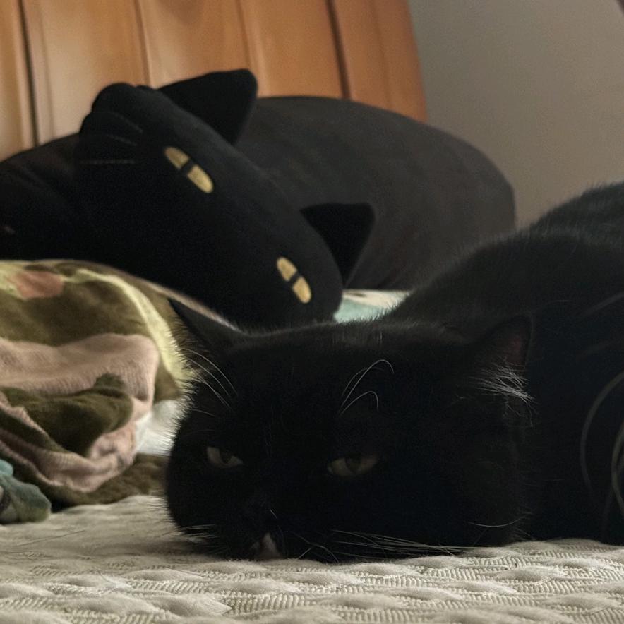 Anai 椰椰椰📷（喵妹家版）